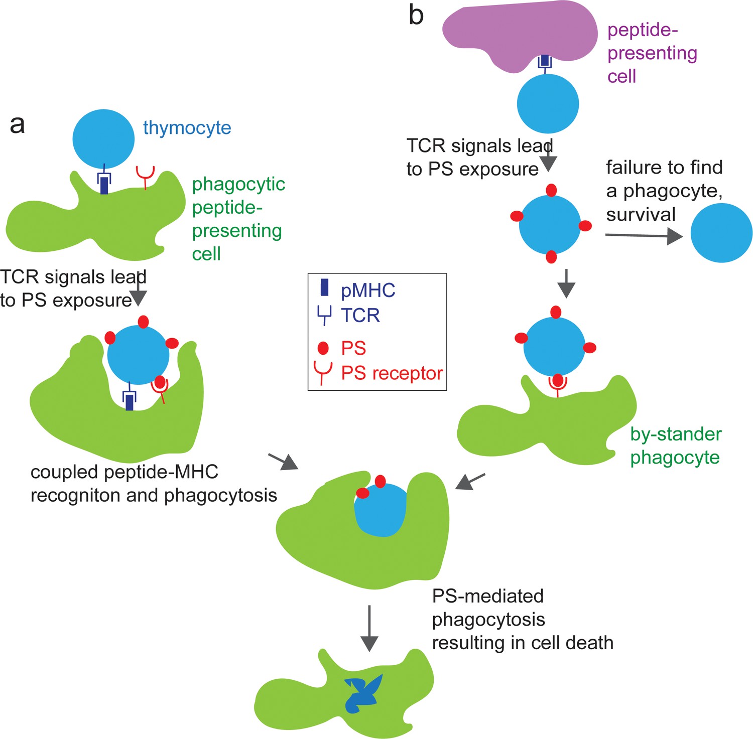 Figures and data in A role for phagocytosis in inducing cell death ...