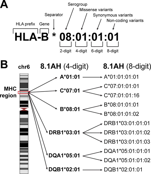 Systematic Genetic Analysis Of The MHC Region Reveals Mechanistic ...