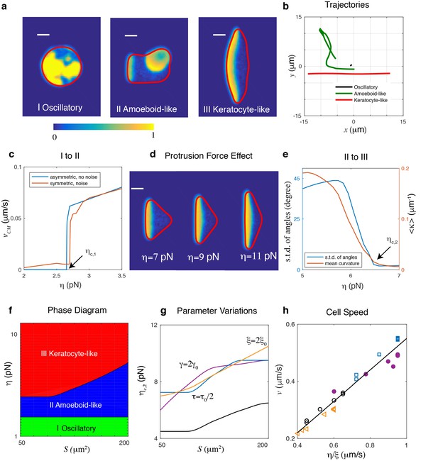 Figures And Data In Plasticity Of Cell Migration Resulting - 