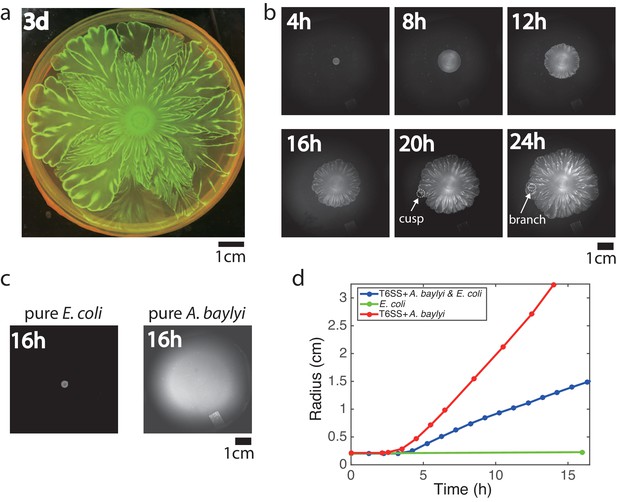 Flower Like Patterns In Multi Species Bacterial Colonies Elife