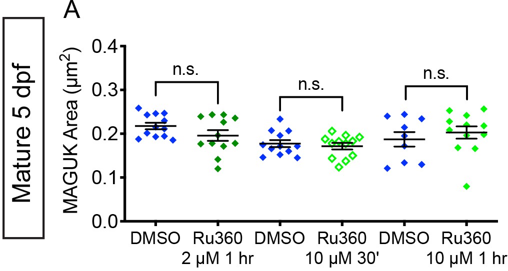 Synaptic Mitochondria Regulate Hair Cell Synapse Size And Function