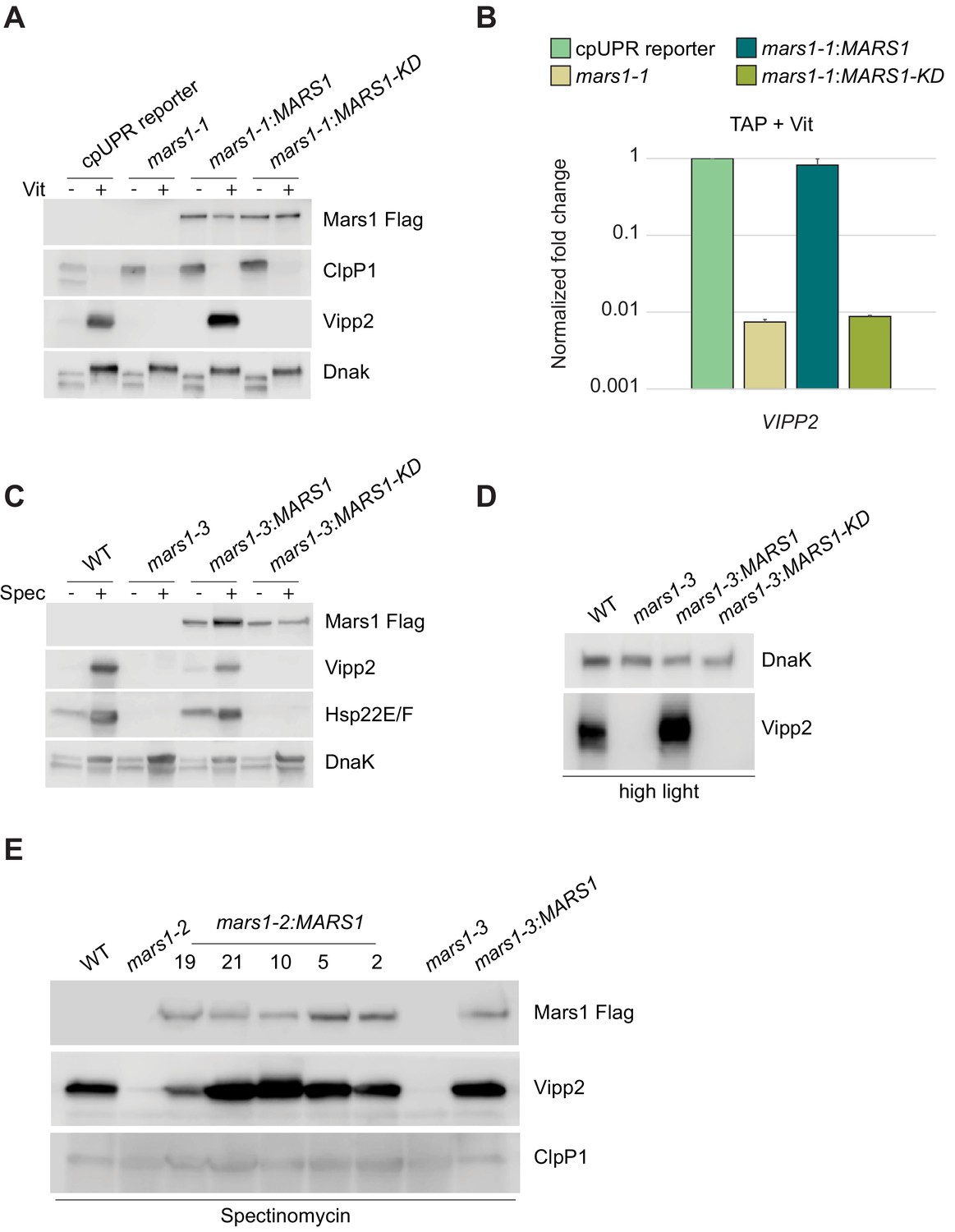 The Mars1 Kinase Confers Photoprotection Through Signaling In The