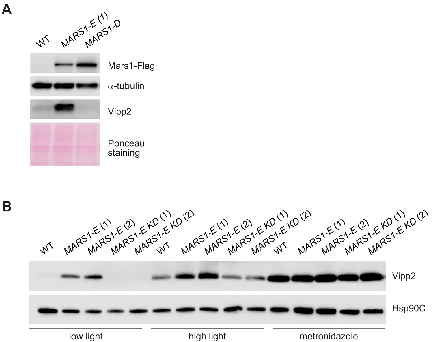 The Mars1 Kinase Confers Photoprotection Through Signaling In The