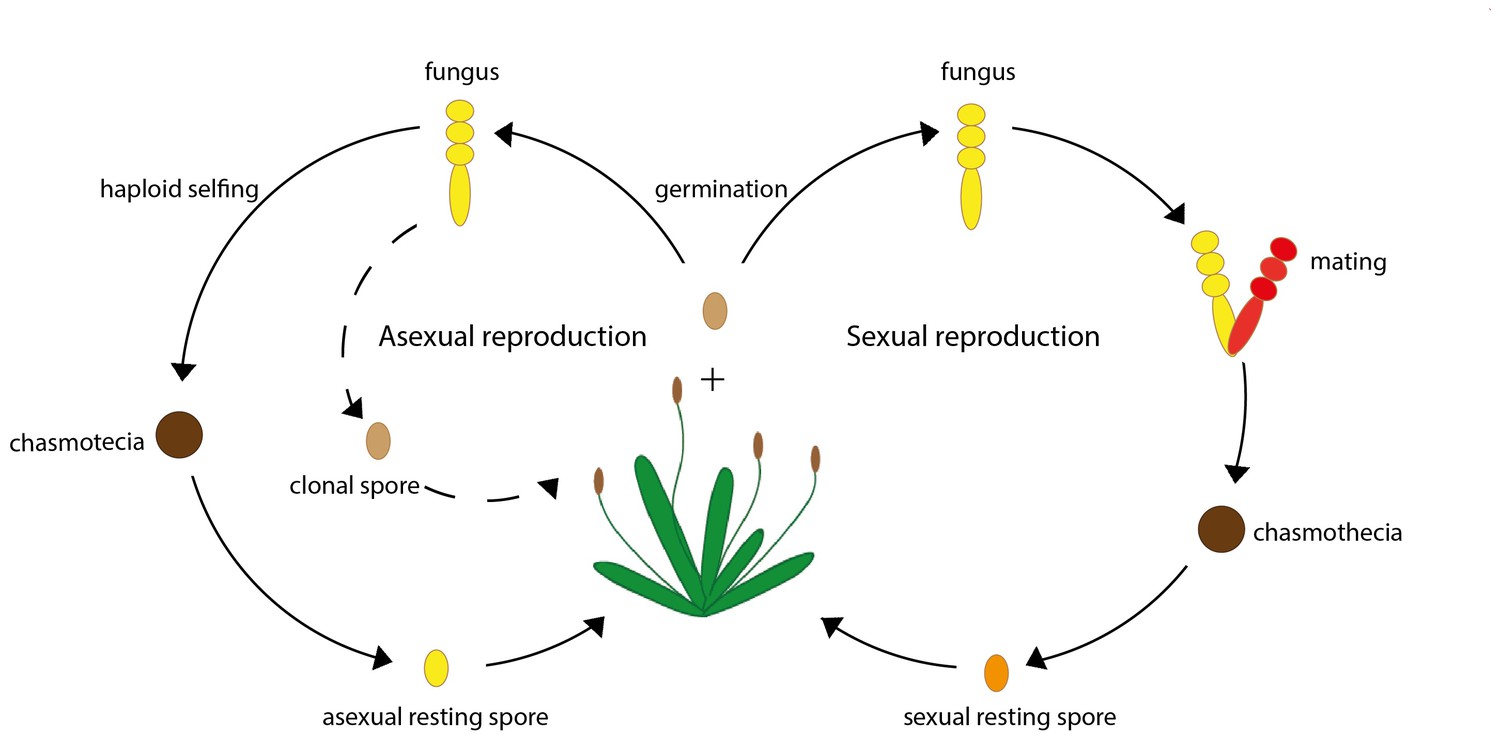 Sexual Reproduction Examples Reproduction In Plants