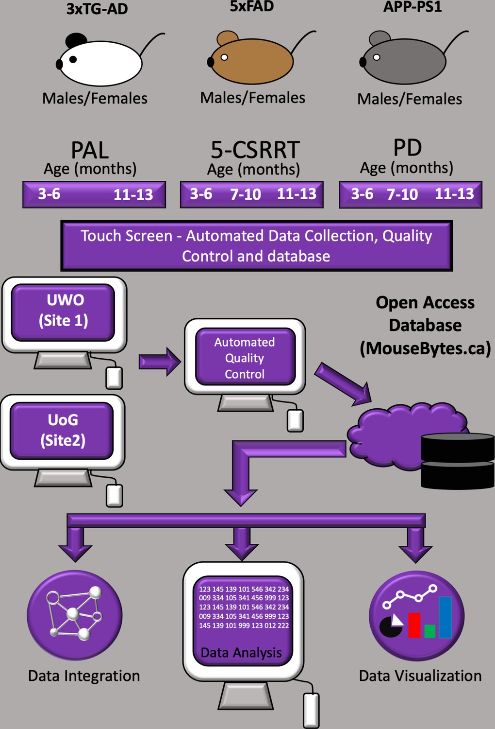 Mousebytes An Open Access High Throughput Pipeline And Database