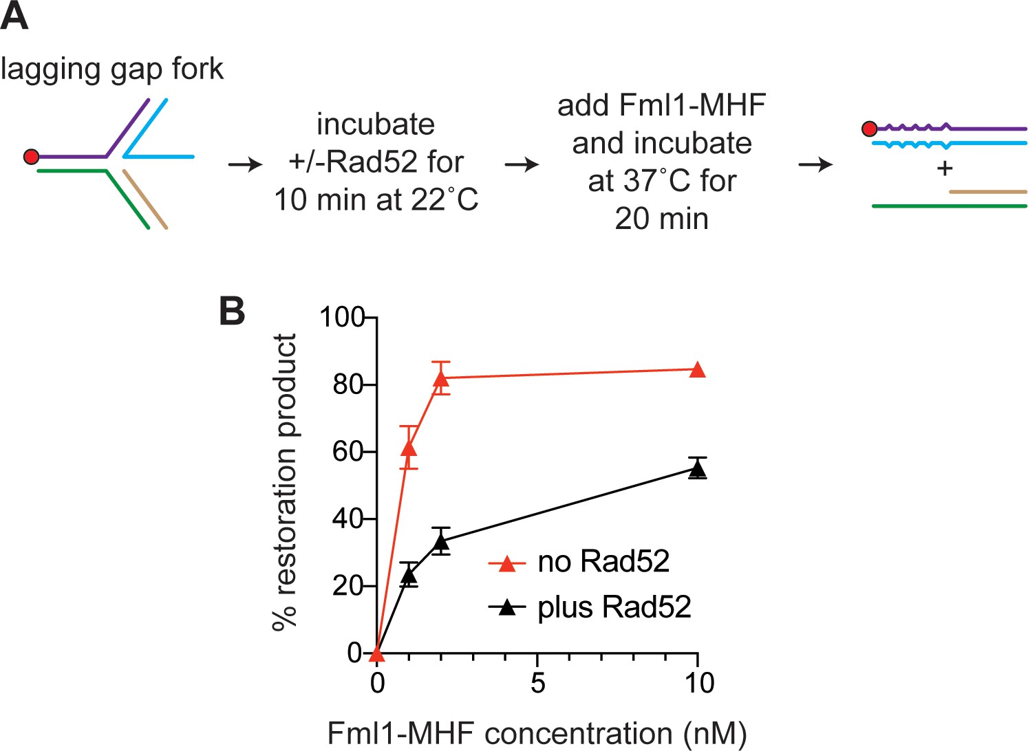 34 In The Replication Fork Below Label The Leading And Lagging - Labels ...