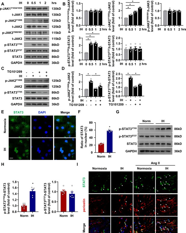 Figures and data in Intermittent hypoxia mediated by TSP1 dependent on ...