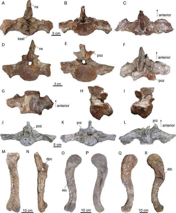 Figures and data in Giant extinct caiman breaks constraint on the axial ...