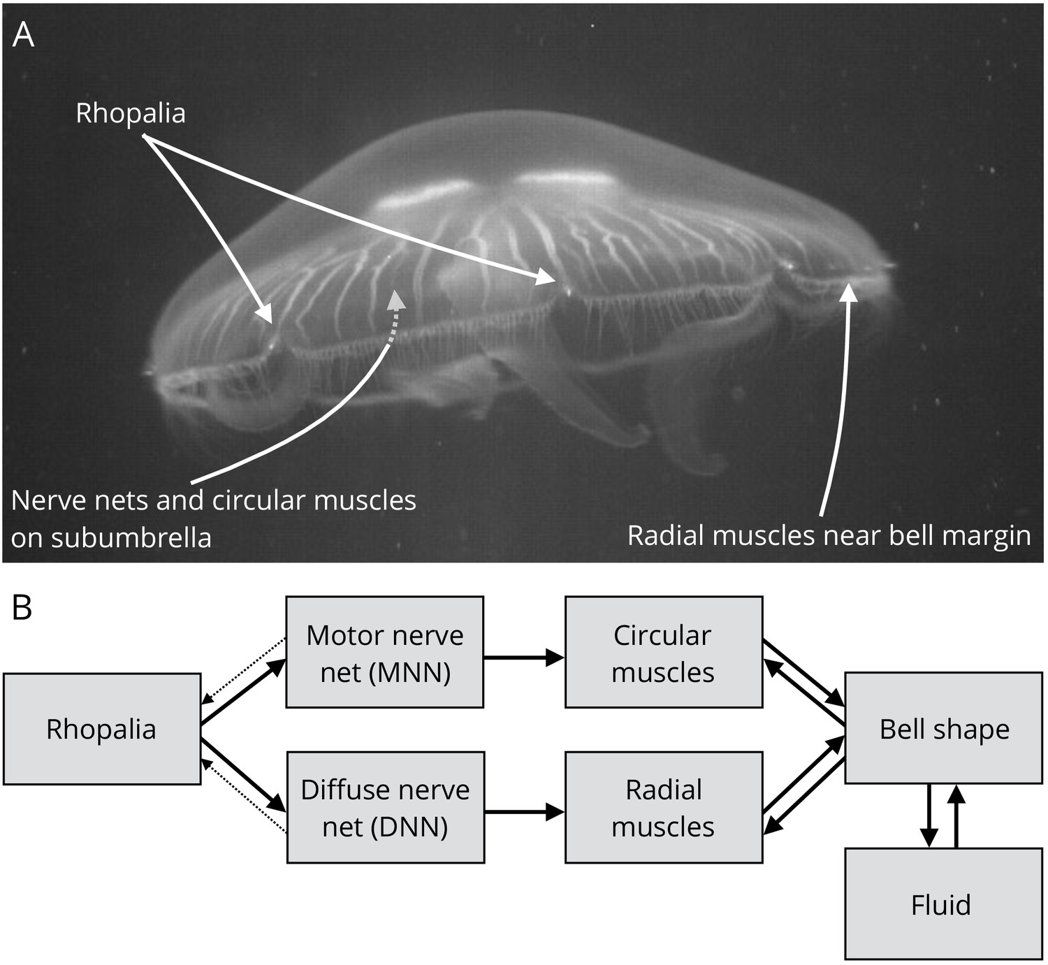 From single neurons to behavior in the jellyfish Aurelia aurita | eLife