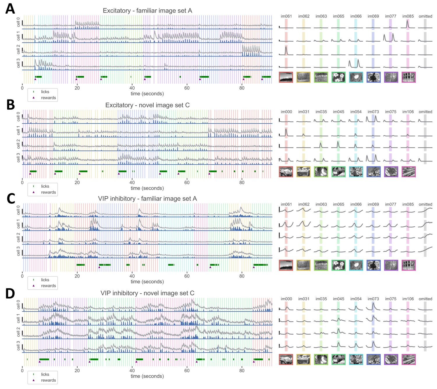 Experience Shapes Activity Dynamics And Stimulus Coding Of Vip Inhibitory Cells Elife