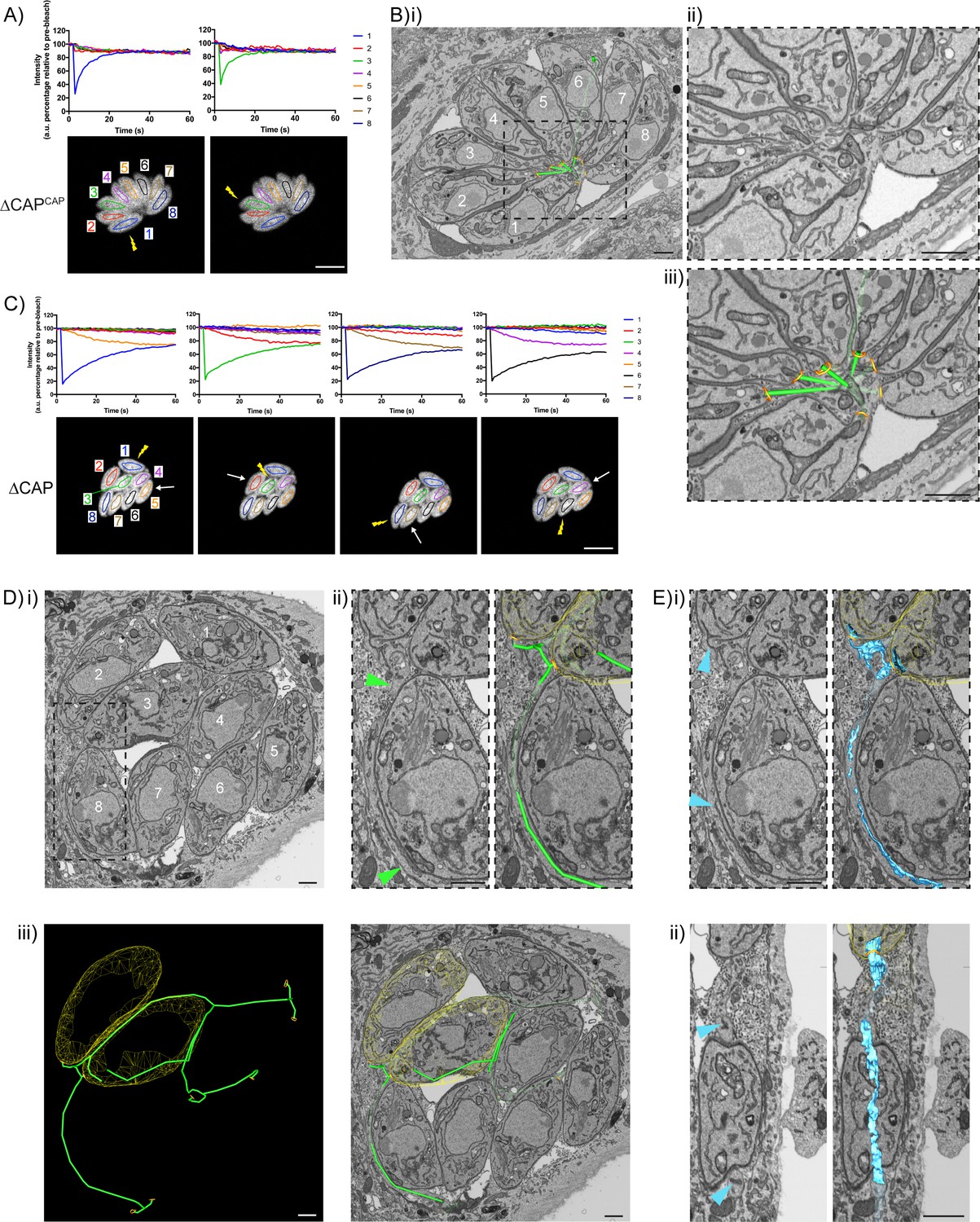 Differential Requirements For Cyclase Associated Protein Cap In Actin Dependent Processes Of Toxoplasma Gondii Elife