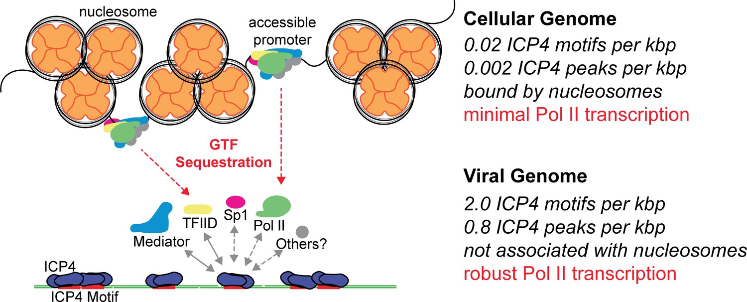 herpes simplex viral nucleoprotein creates a competitive