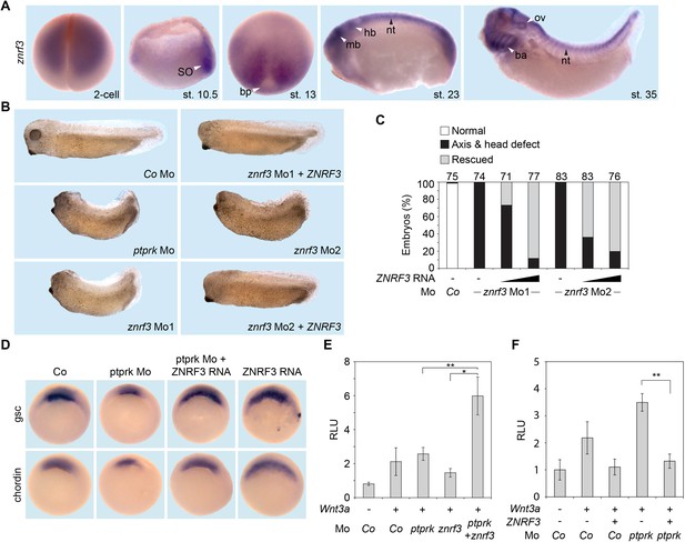 Figures And Data In The Tumor Suppressor PTPRK Promotes ZNRF3 ...