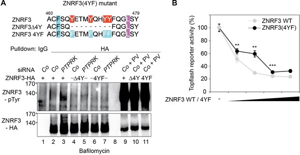 Figures And Data In The Tumor Suppressor PTPRK Promotes ZNRF3 ...