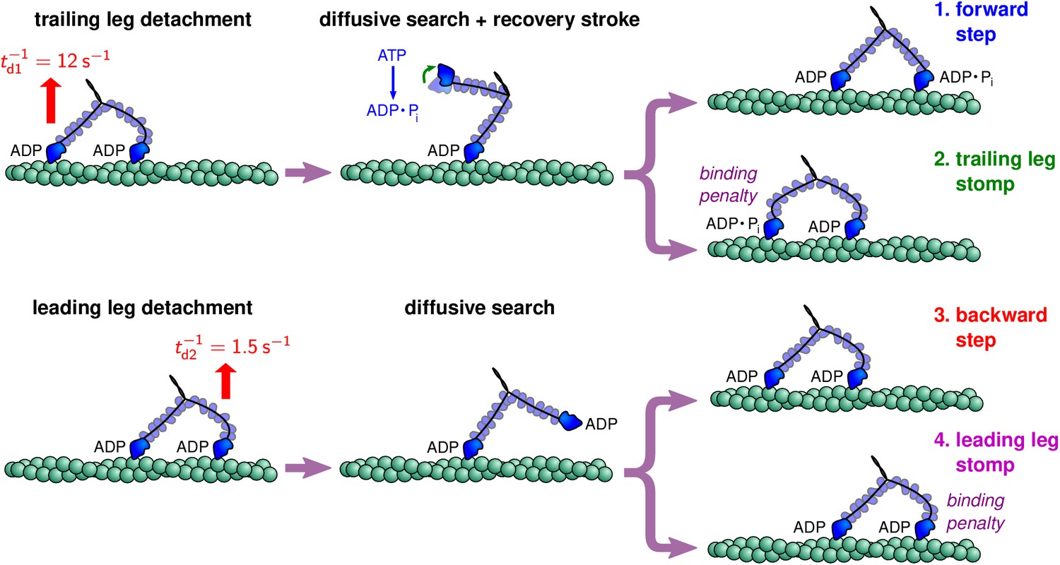 Myosin V executes steps of variable length via structurally constrained ...