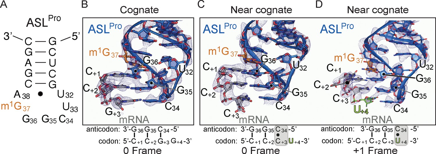 Structural Insights Into Mrna Reading Frame Regulation By Trna Modification And Slippery Codon Anticodon Pairing Elife