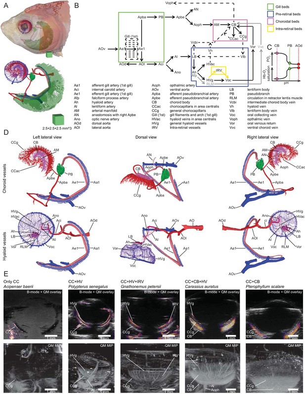 Figures and data in Retinal oxygen supply shaped the functional