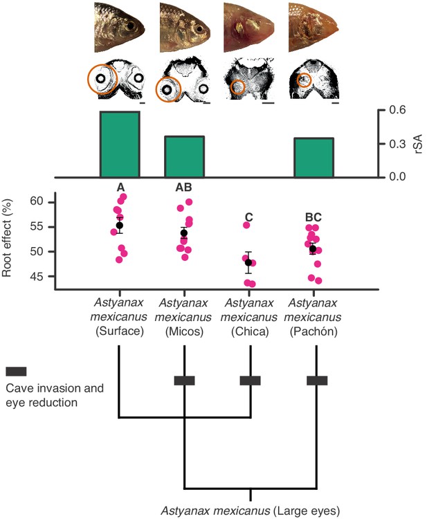 Retinal oxygen supply shaped the functional evolution of the vertebrate