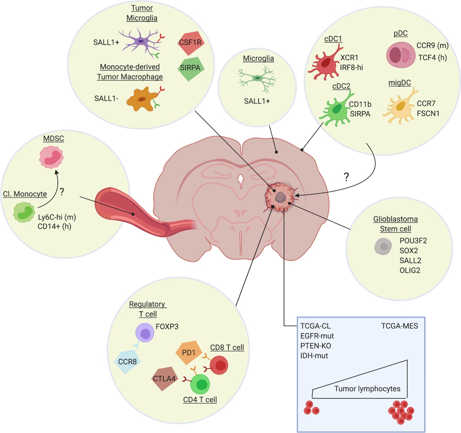 Understanding The Glioblastoma Immune Microenvironment As Basis For The ...