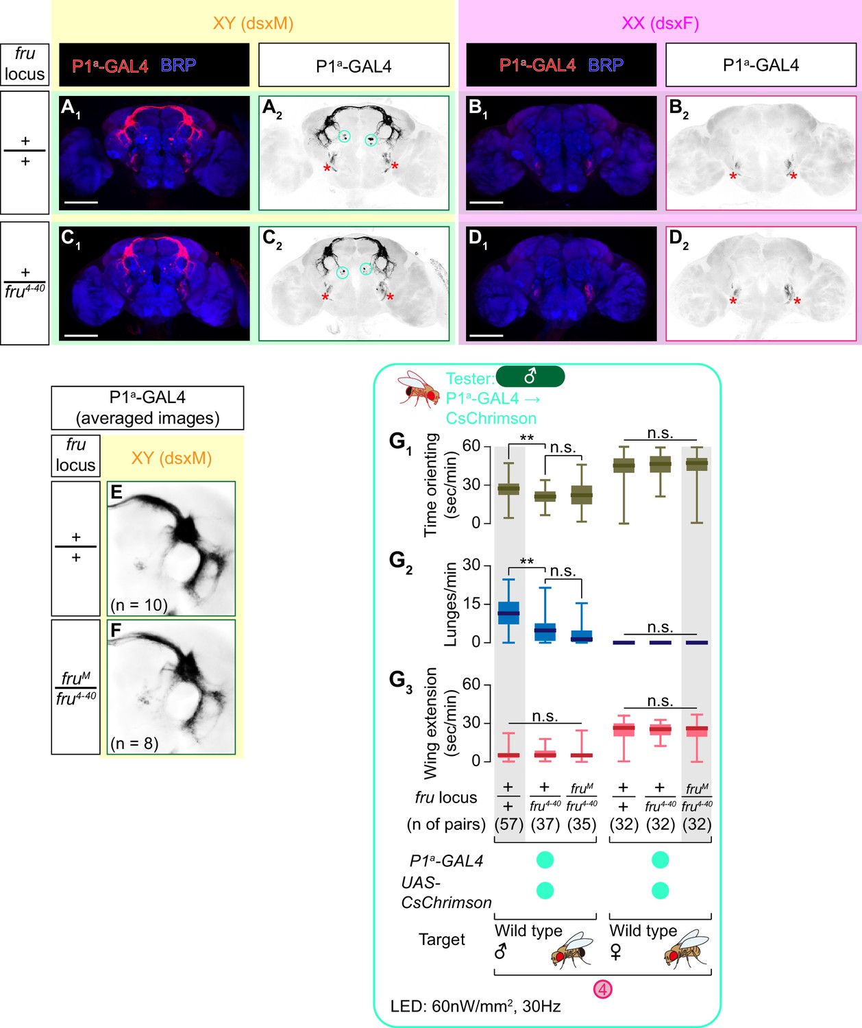 Sex Determining Genes Distinctly Regulate Courtship Capability And Target Preference Via Sexually Dimorphic Neurons Elife