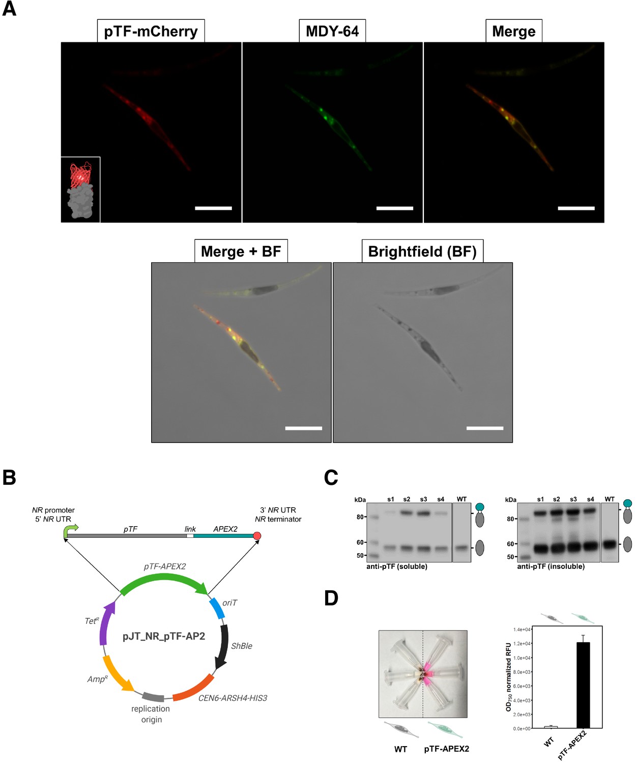 Proximity Proteomics In A Marine Diatom Reveals A Putative Cell Surface To Chloroplast Iron Trafficking Pathway Elife