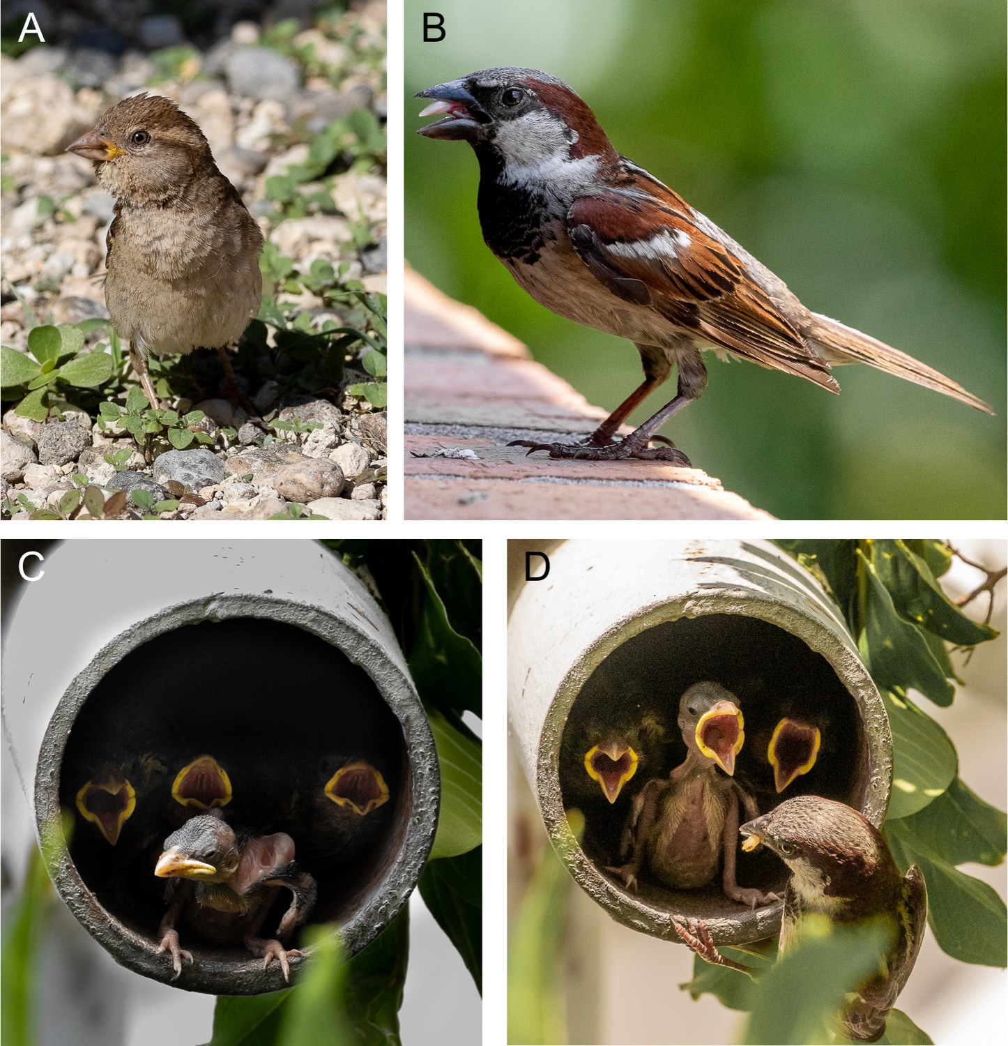 The Natural History Of Model Organisms: The House Sparrow In The ...