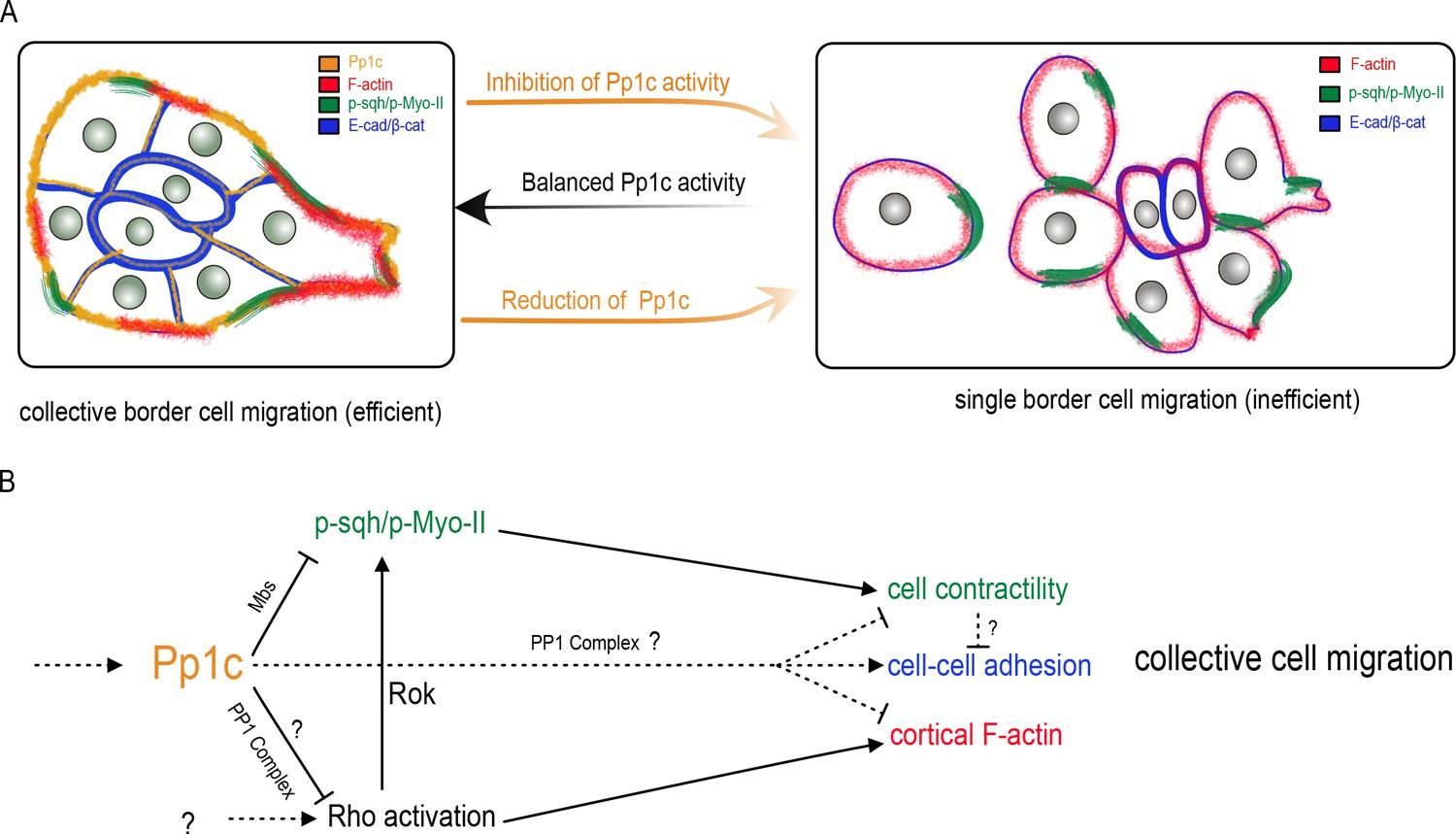 Protein phosphatase 1 activity controls a balance between collective ...