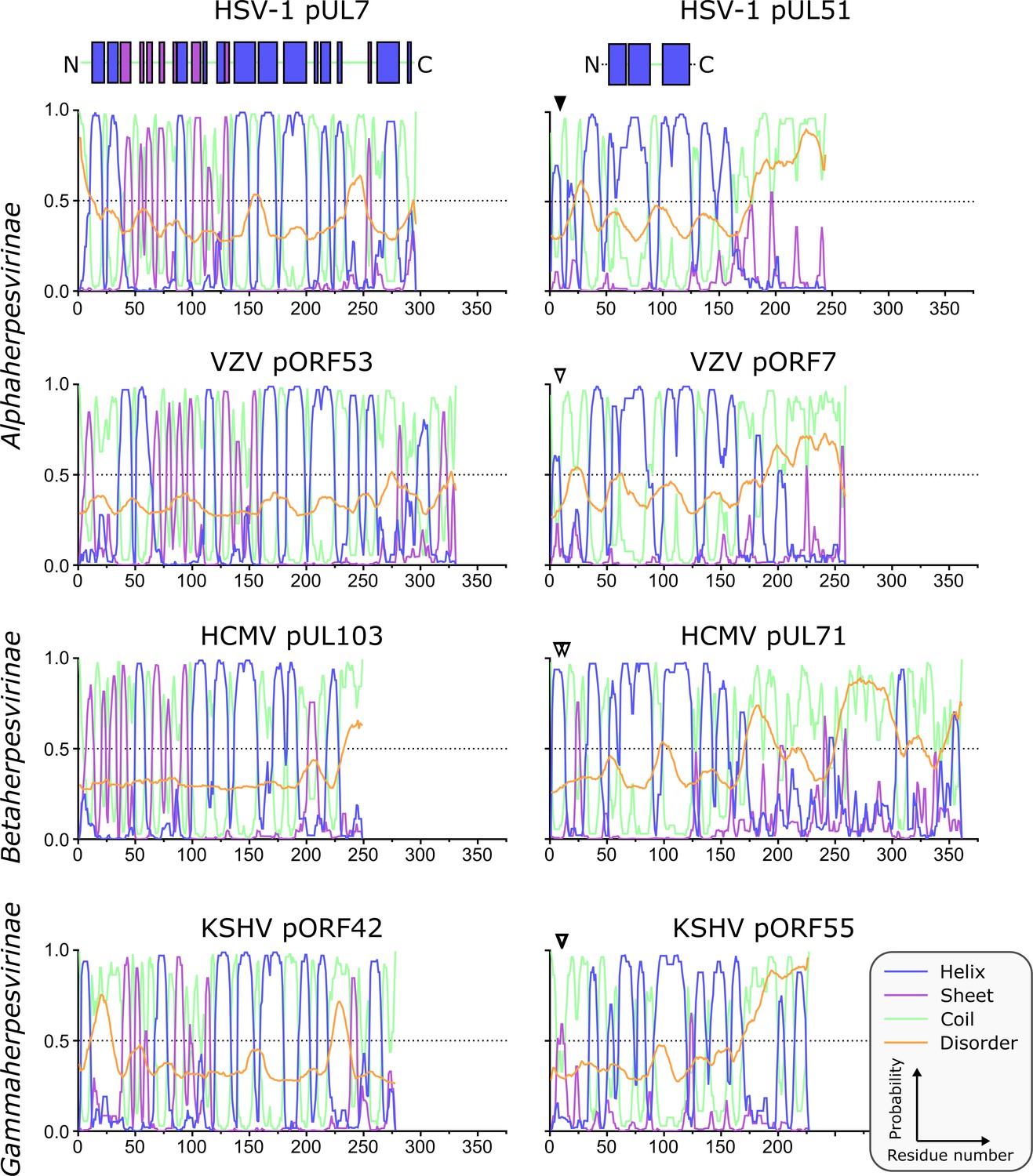 Insights Into Herpesvirus Assembly From The Structure Of The