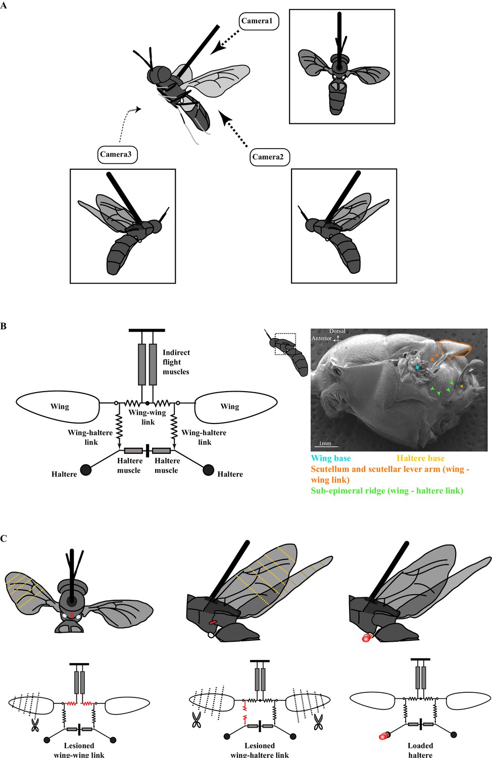 Wings and halteres act as coupled dual oscillators in flies | eLife