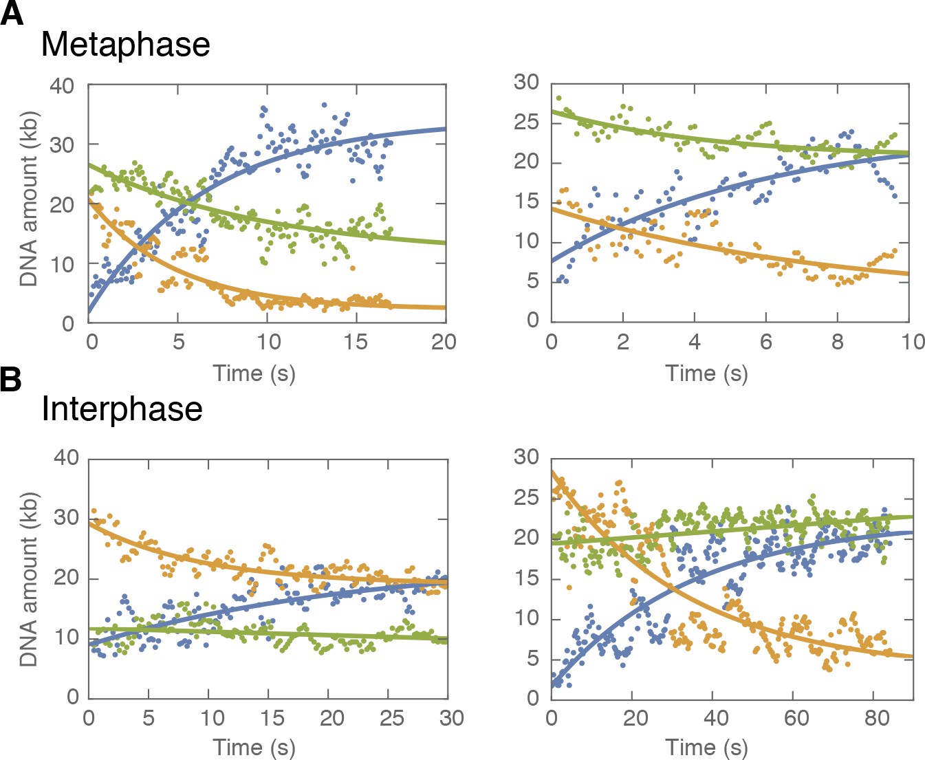 Cohesin And Condensin Extrude Dna Loops In A Cell Cycle Dependent Manner Elife