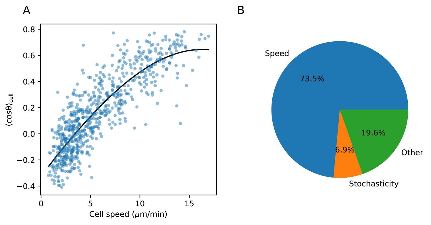 Heterogeneous T Cell Motility Behaviors Emerge From A Coupling Between Speed And Turning In Vivo Elife