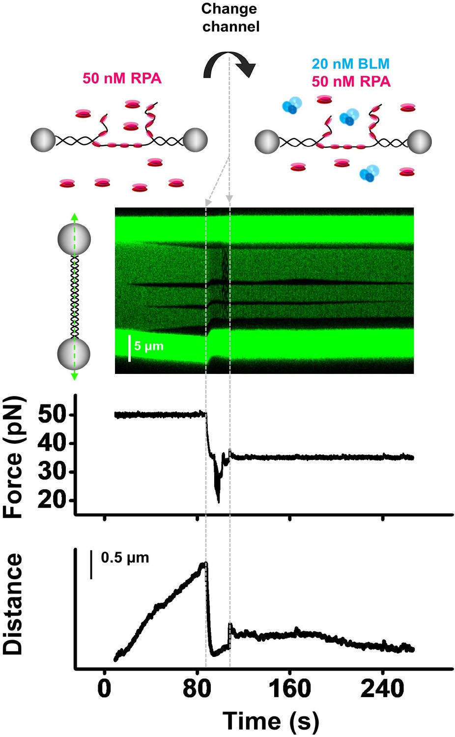 Human Rpa Activates Blm S Bidirectional Dna Unwinding From A Nick Elife