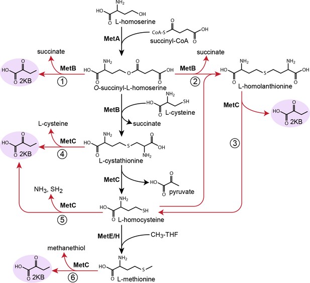 Underground isoleucine biosynthesis pathways in E. coli | eLife