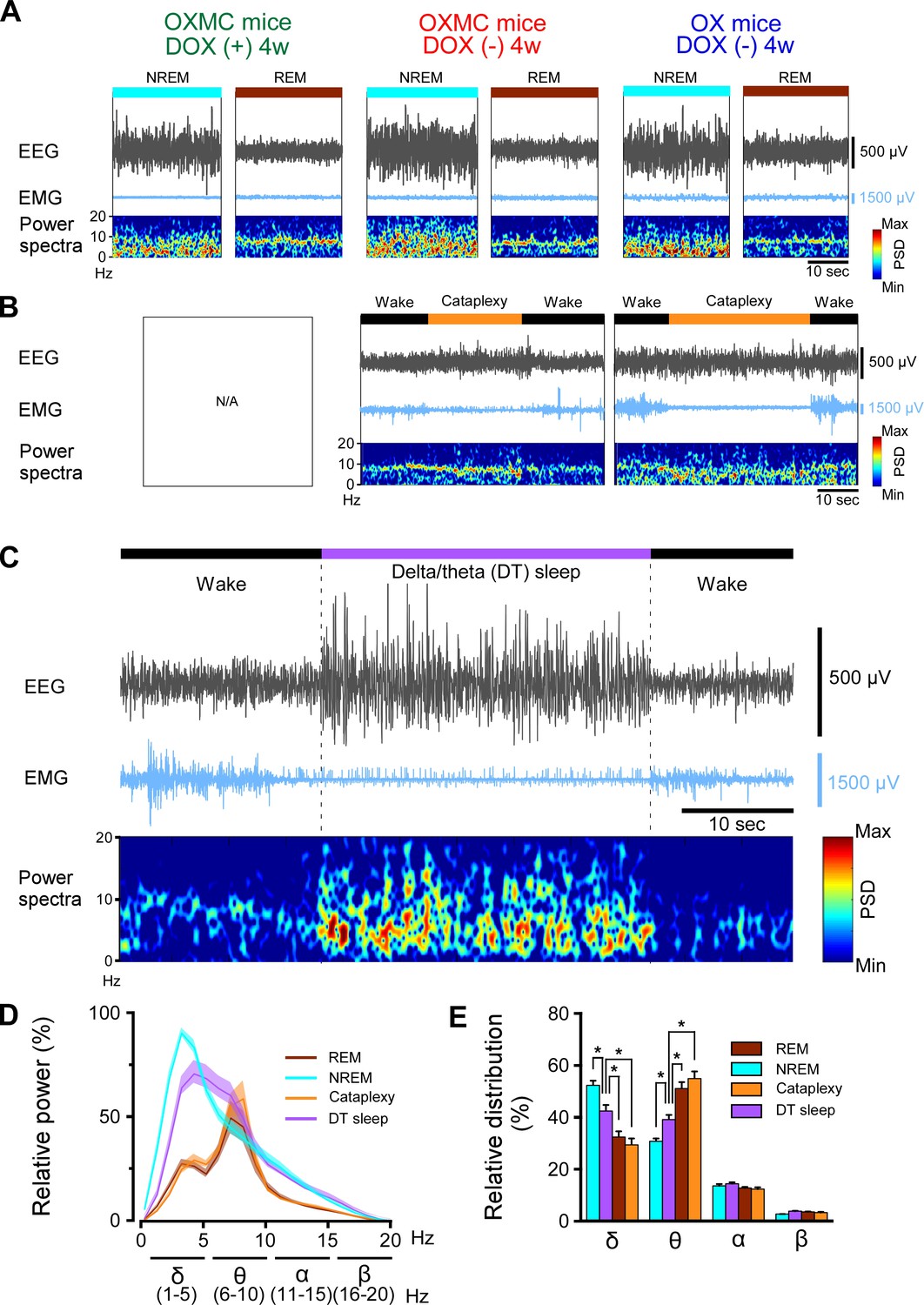 mch neurons mouse brain