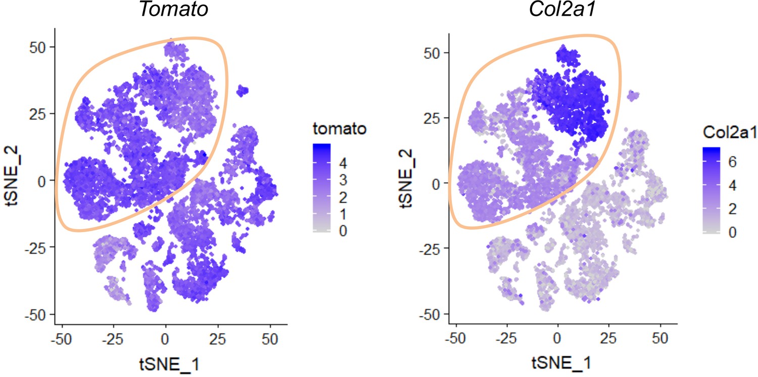 Figures and data in Single cell transcriptomics identifies a unique