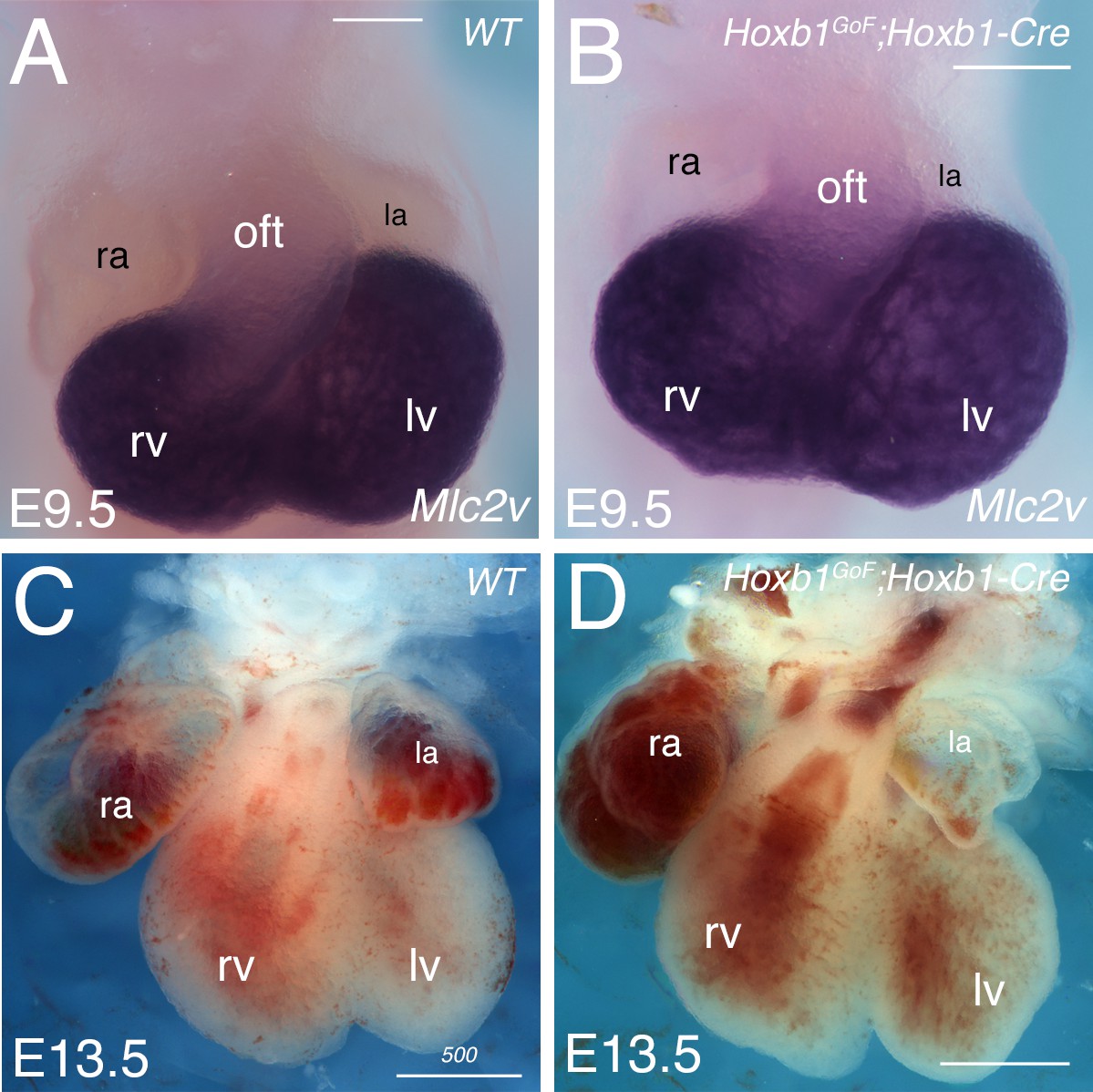 Figures And Data In Hox Dependent Coordination Of Mouse Cardiac Progenitor Cell Patterning And Differentiation Elife