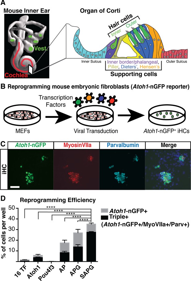 Generation of inner ear hair cells by direct lineage conversion of ...