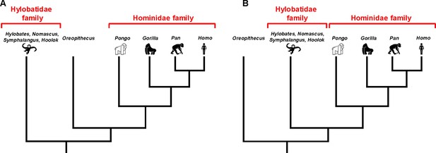 Evolution: Mapping The Ancestry Of Primates | ELife