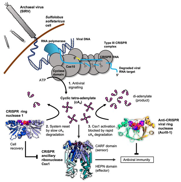 Figures and data in The dynamic interplay of host and viral enzymes in ...