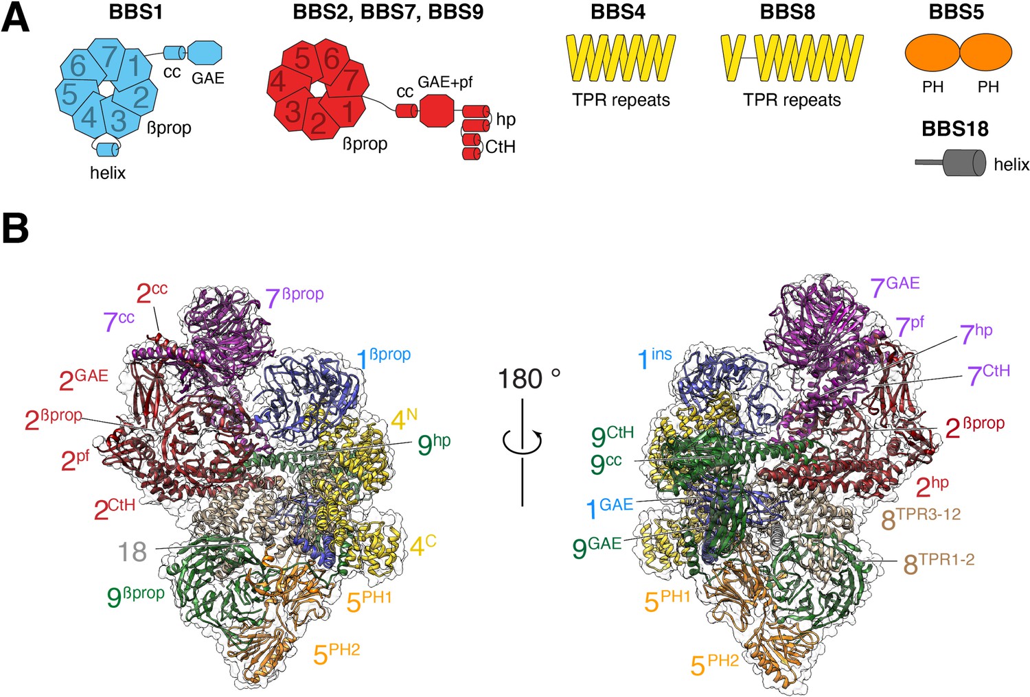 Near Atomic Structures Of The some Reveal The Basis For some Activation And Binding To Gpcr Cargoes Elife