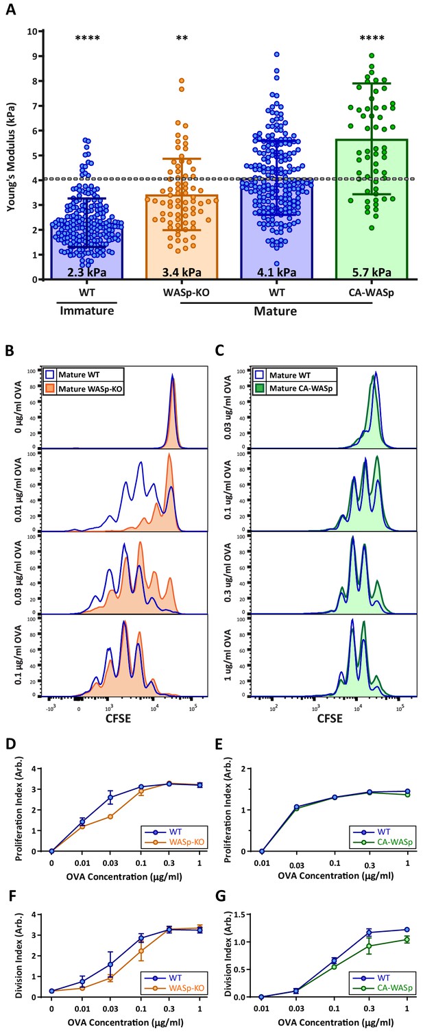 Mouse T cell priming is enhanced by maturation-dependent ...