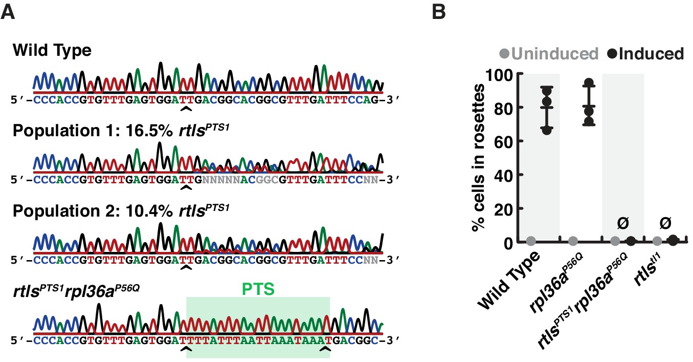Genome Editing Enables Reverse Genetics Of Multicellular