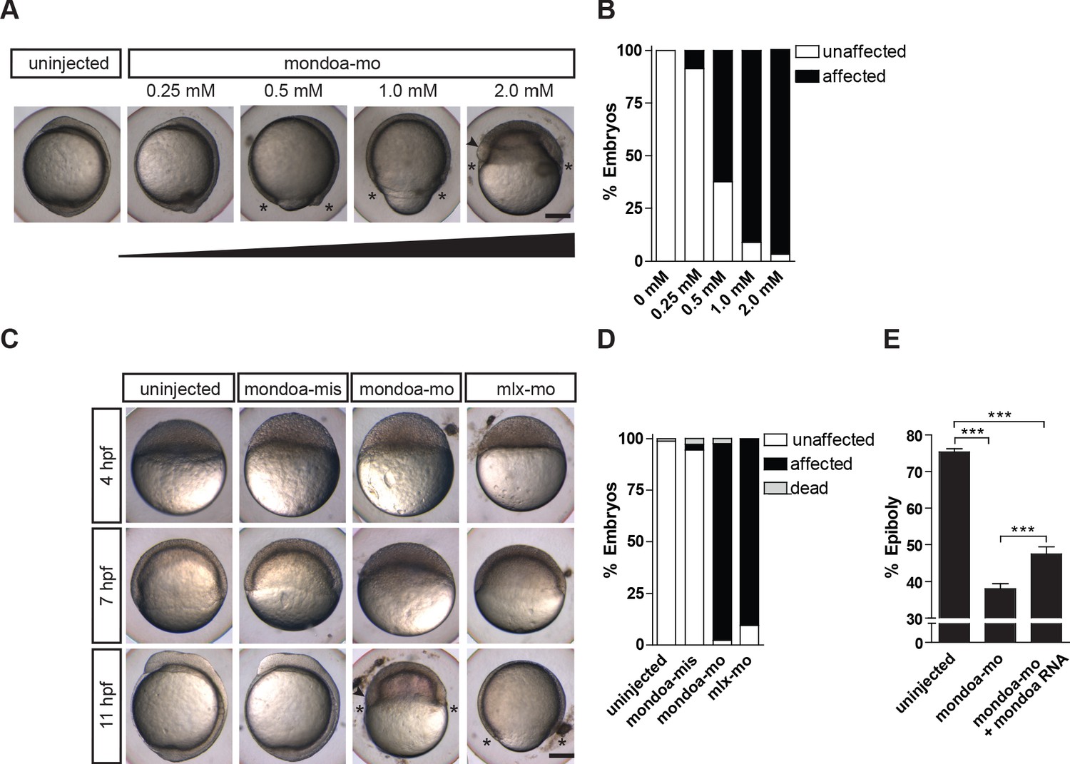 MondoA regulates gene expression in cholesterol biosynthesis
