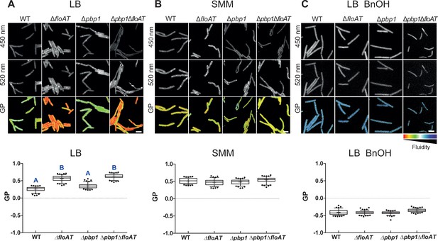 Flotillin-mediated membrane fluidity controls peptidoglycan synthesis ...