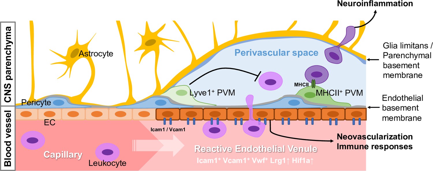 Figures and data in Single-cell transcriptomics reveals functionally ...