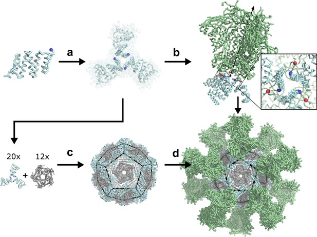 protein scaffold vs polymer scaffold protein scaffold vs polymer scaffold