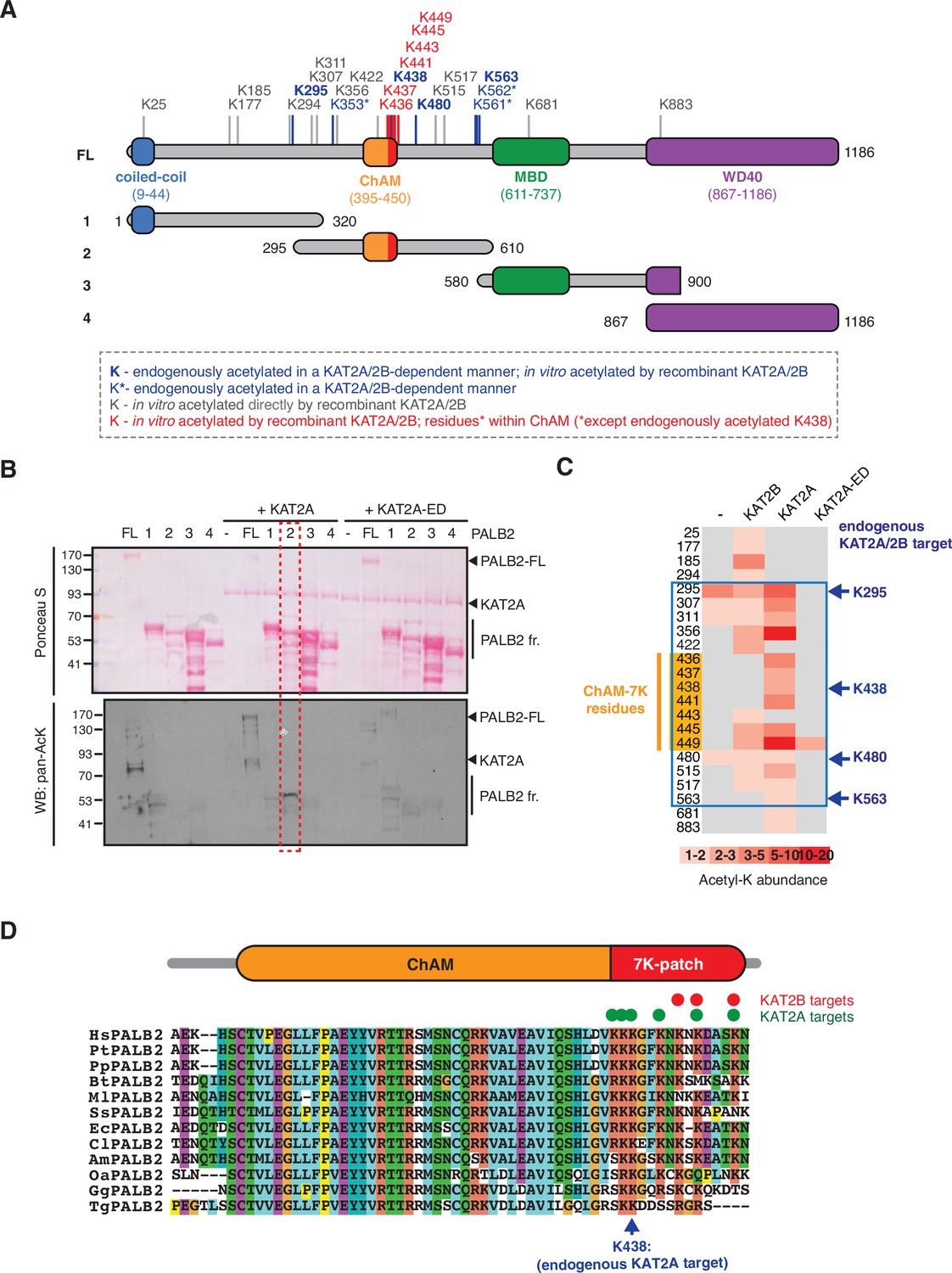 Figures And Data In Kat2-mediated Acetylation Switches The Mode Of 