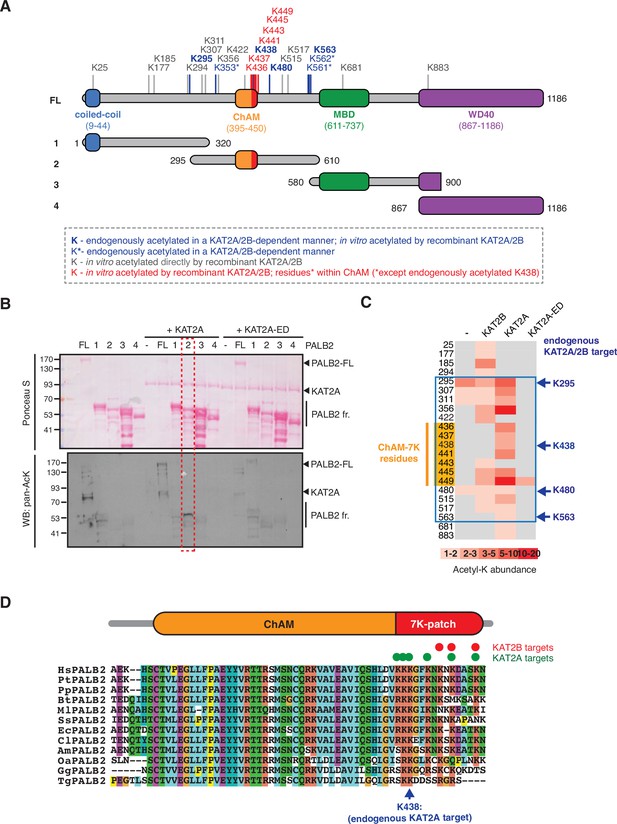 KAT2-mediated acetylation switches the mode of PALB2 chromatin ...