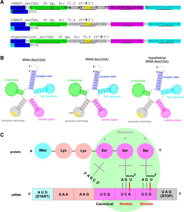 Figures And Data In The Birth Of A Bacterial TRNA Gene By Large-scale ...