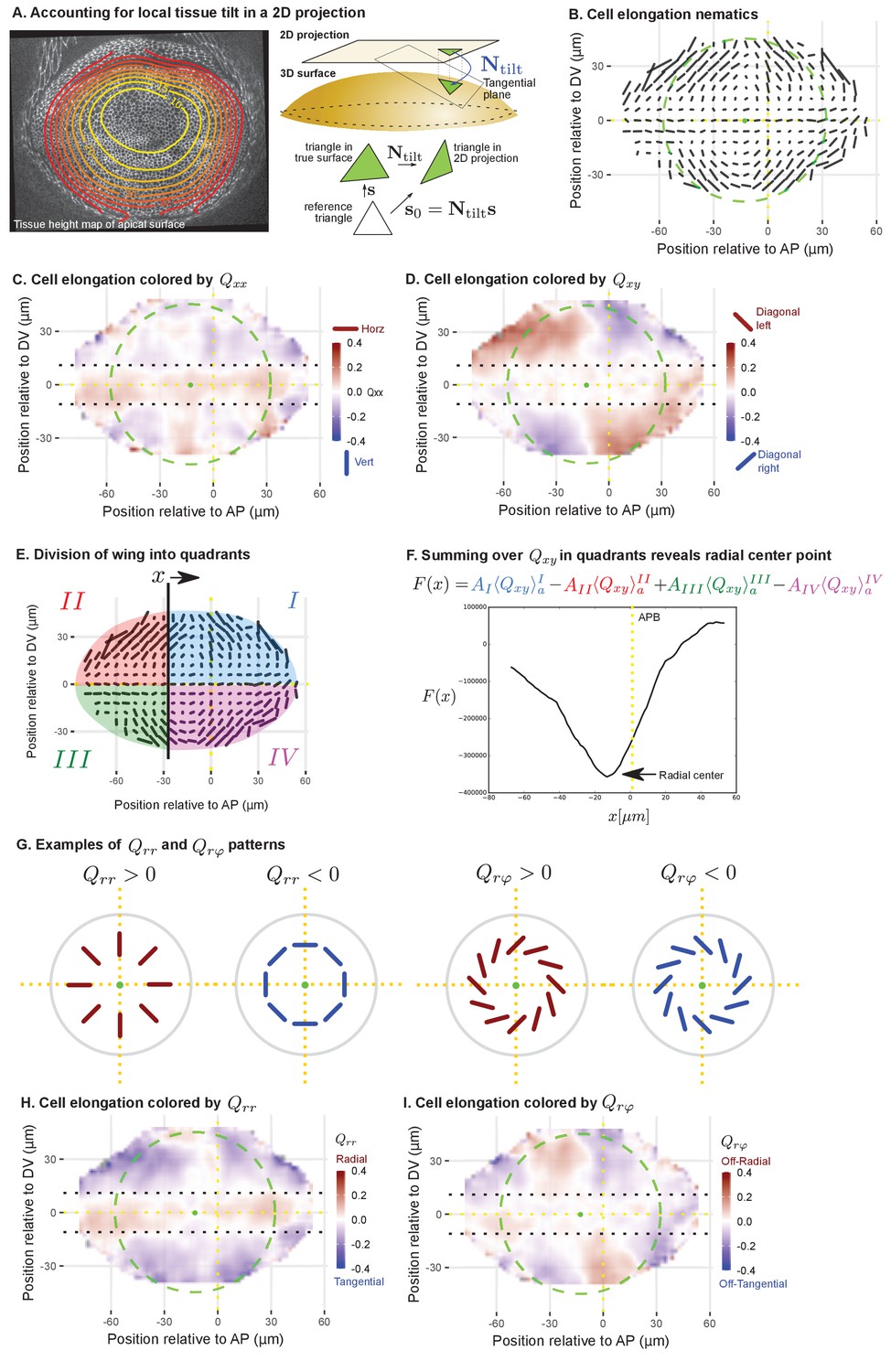 Self Organized Patterning Of Cell Morphology Via Mechanosensitive Feedback Elife